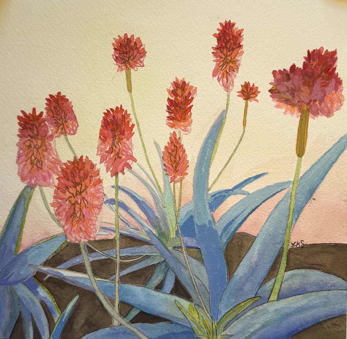 Aloe Sunrise